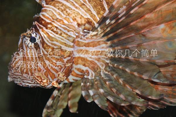 金魚身子歪了怎么救？教你幾個簡單有效的方法